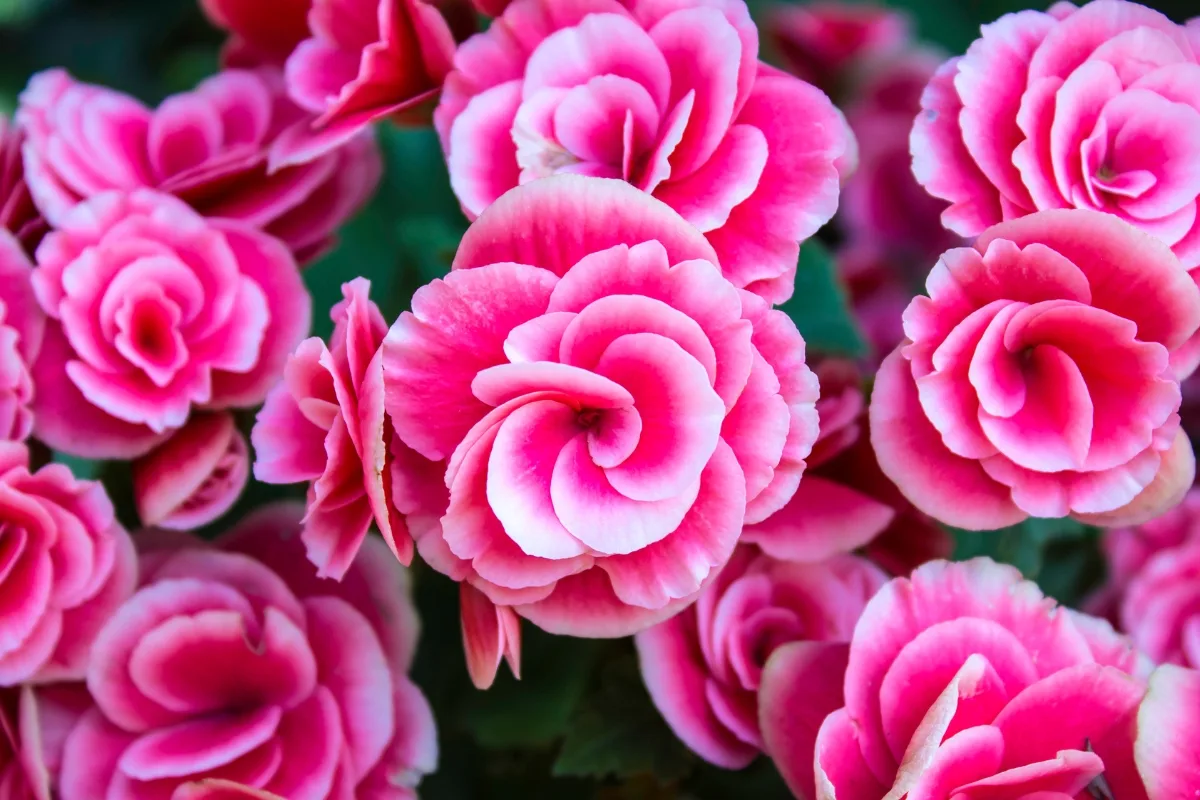 pink and white begonias