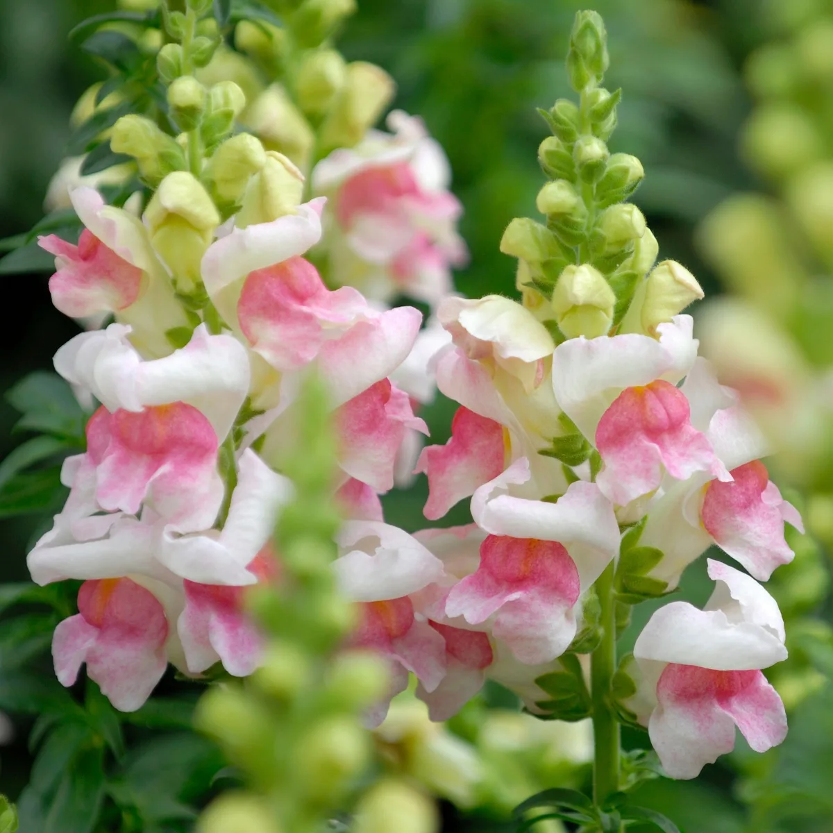 pink and white snapdragons