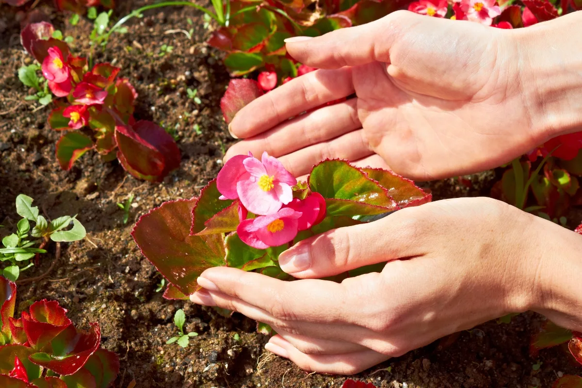 planting begonias in the garden