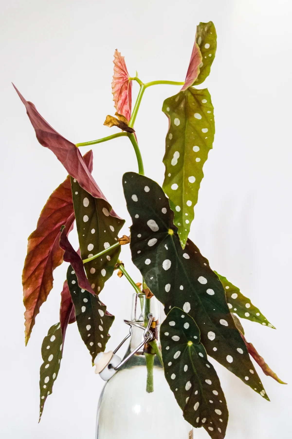 polka dot begonia cutting in water