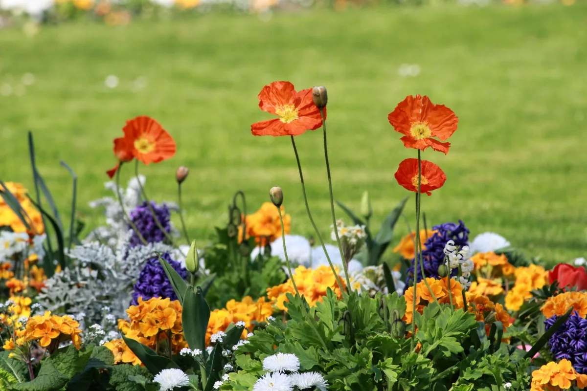 poppies growing in garden bed