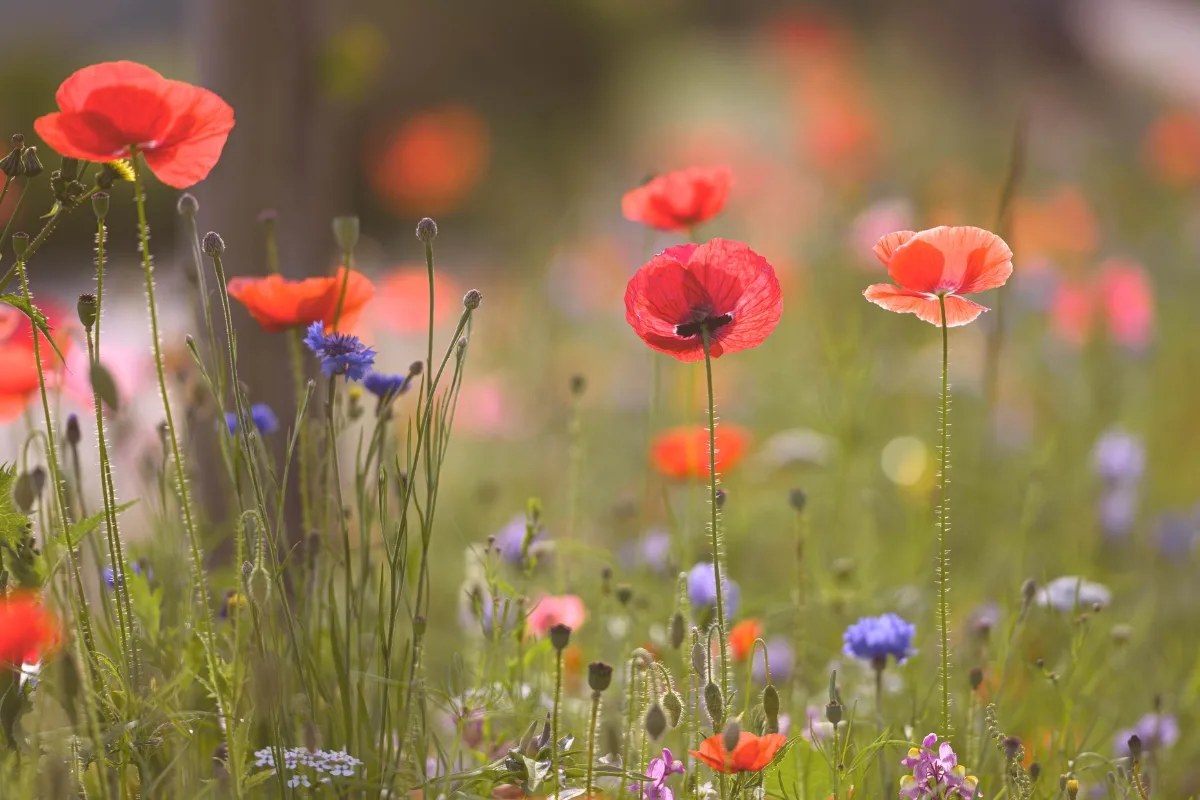 poppies growing in meadow