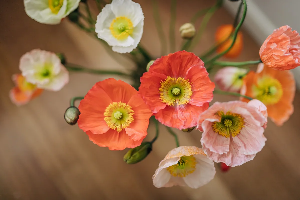 poppies in vase