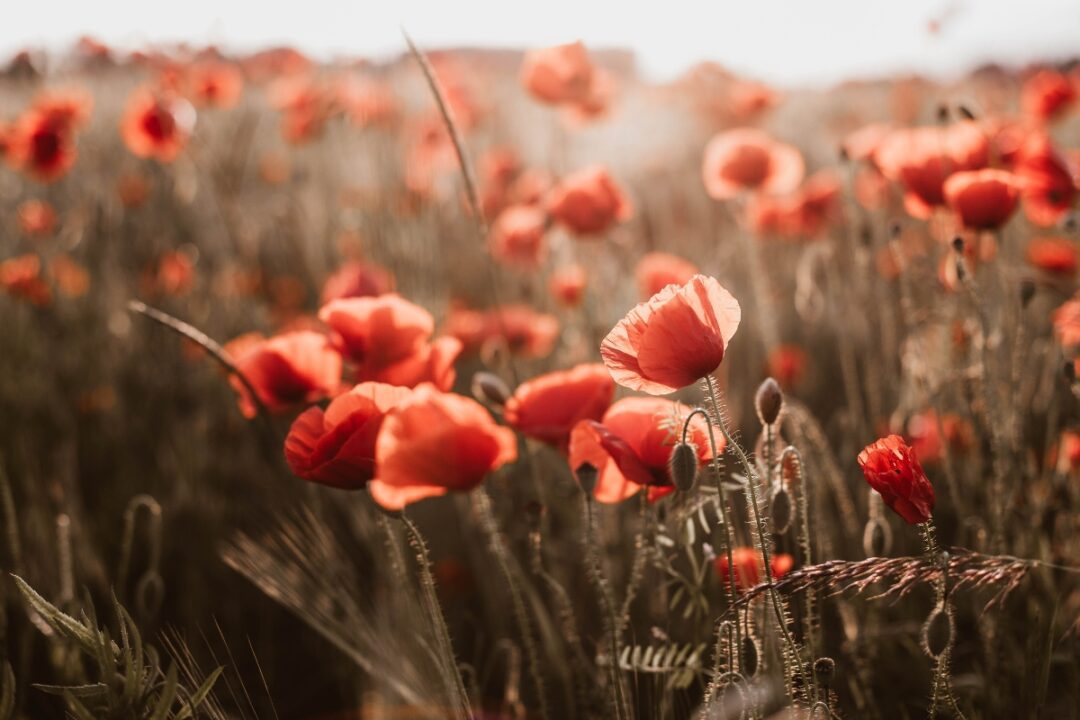 How to Grow Poppies from Seed