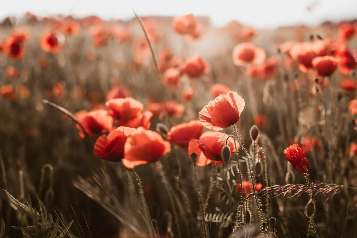 field of red poppies