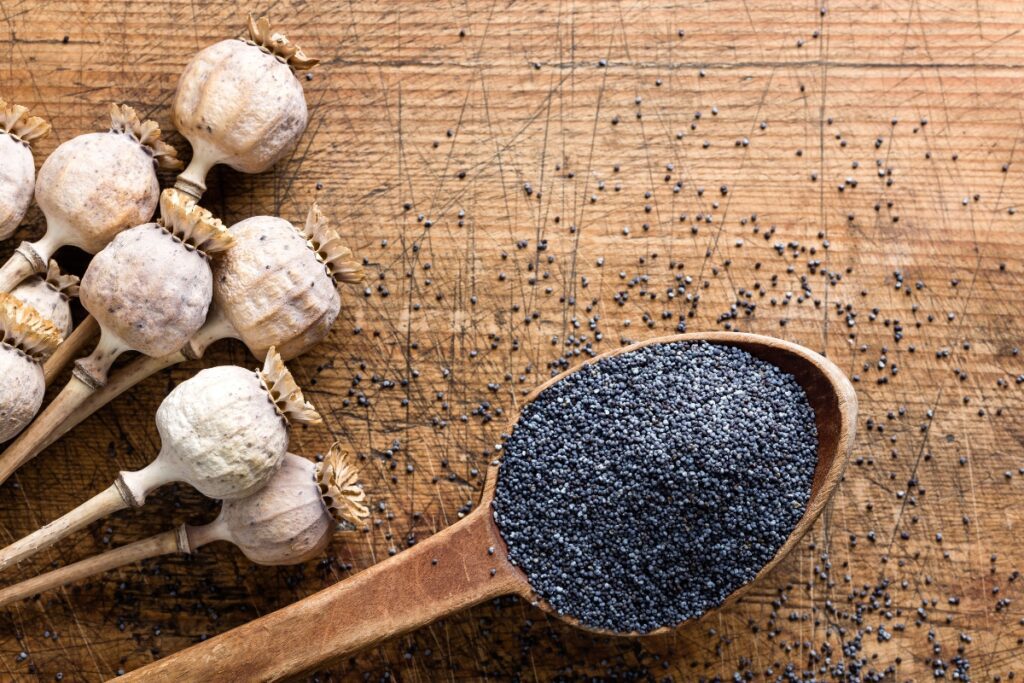 How to Grow Poppies from Seed