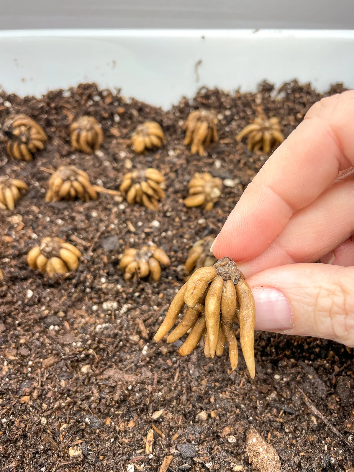 placing ranunculus corms in tray for presprouting