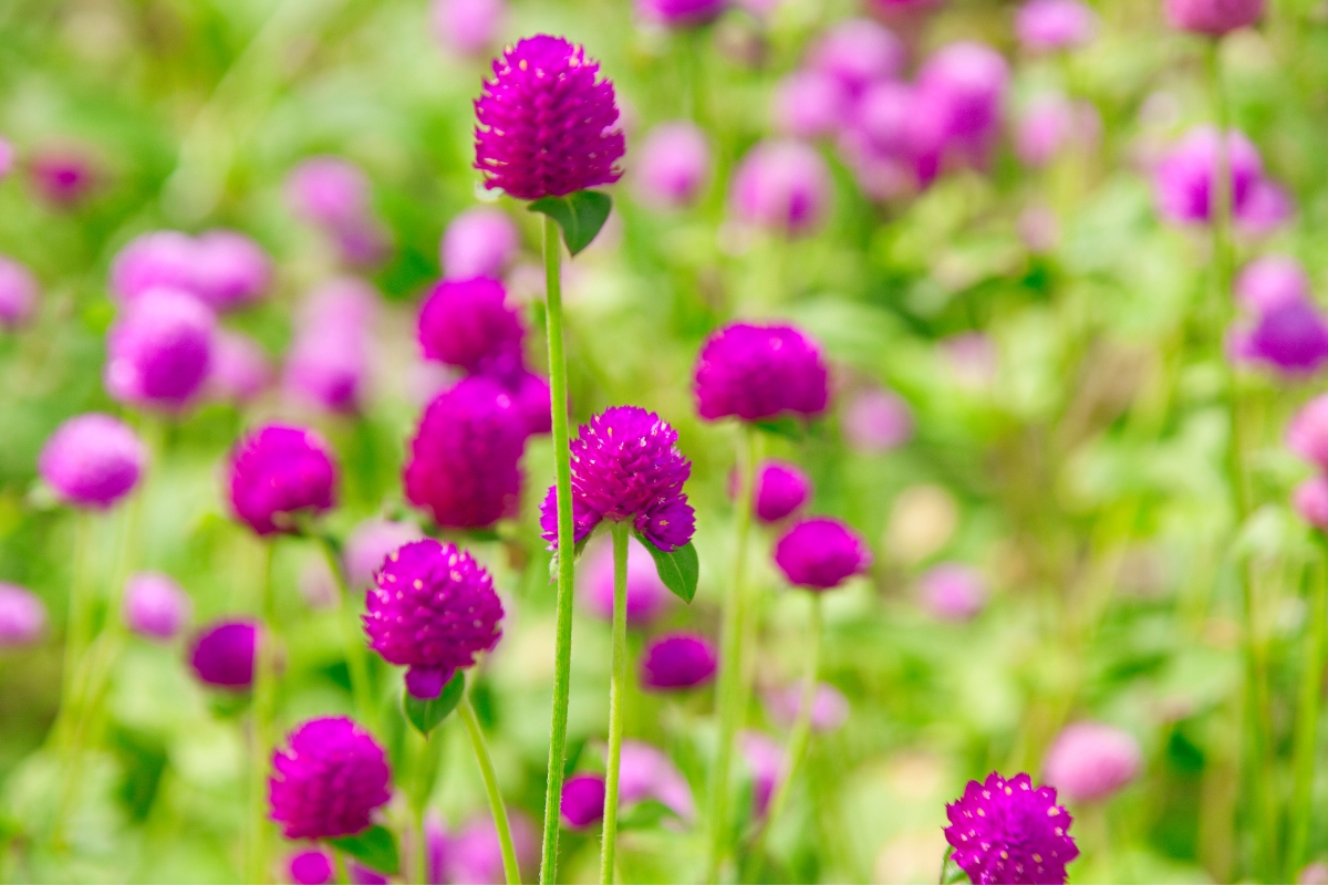 purple gomphrena flowers