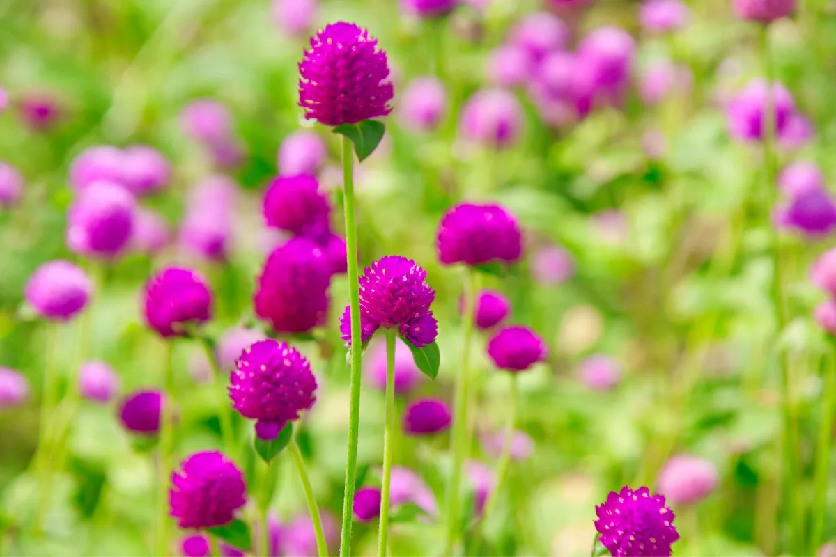 purple gomphrena flowers