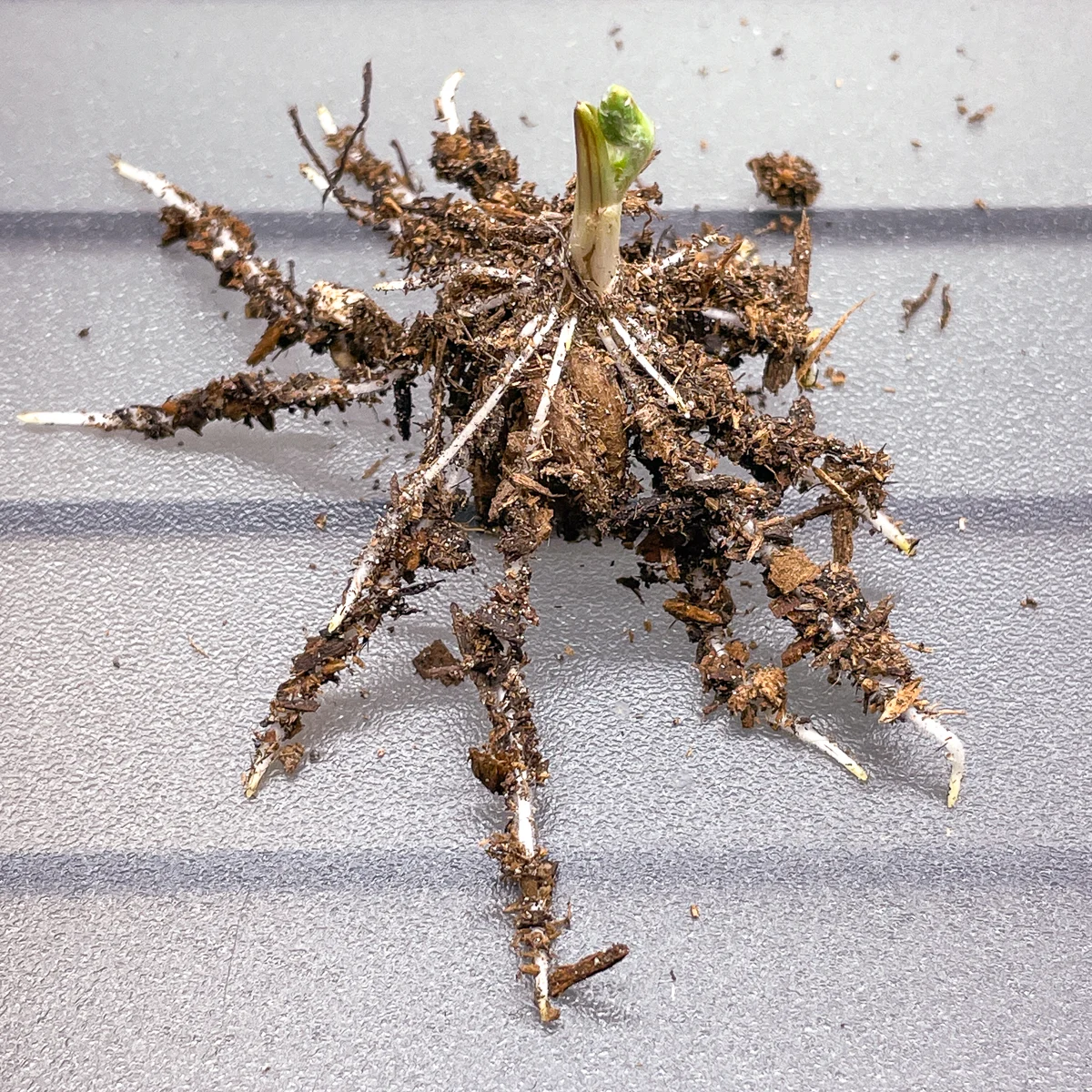 ranunculus corm roots and sprout