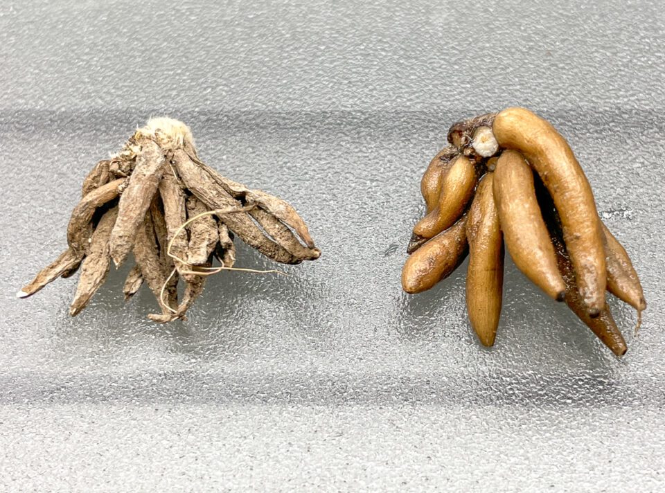 How to Presprout Ranunculus Corms - growhappierplants.com