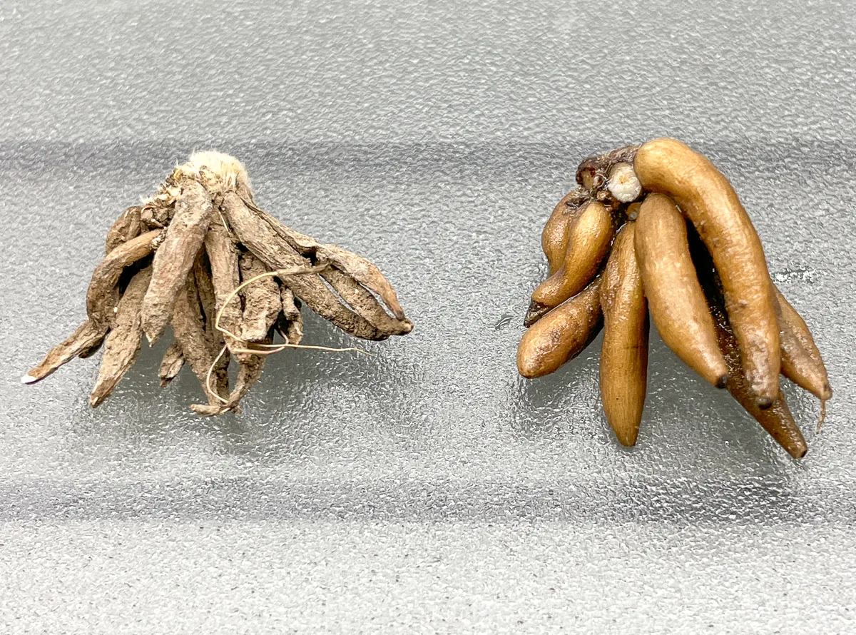 ranunculus corms before and after soaking in water