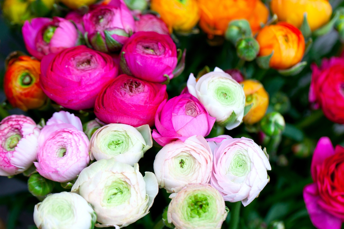 ranunculus flowers of various colors