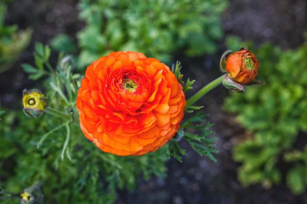 orange ranunculus growing in the garden