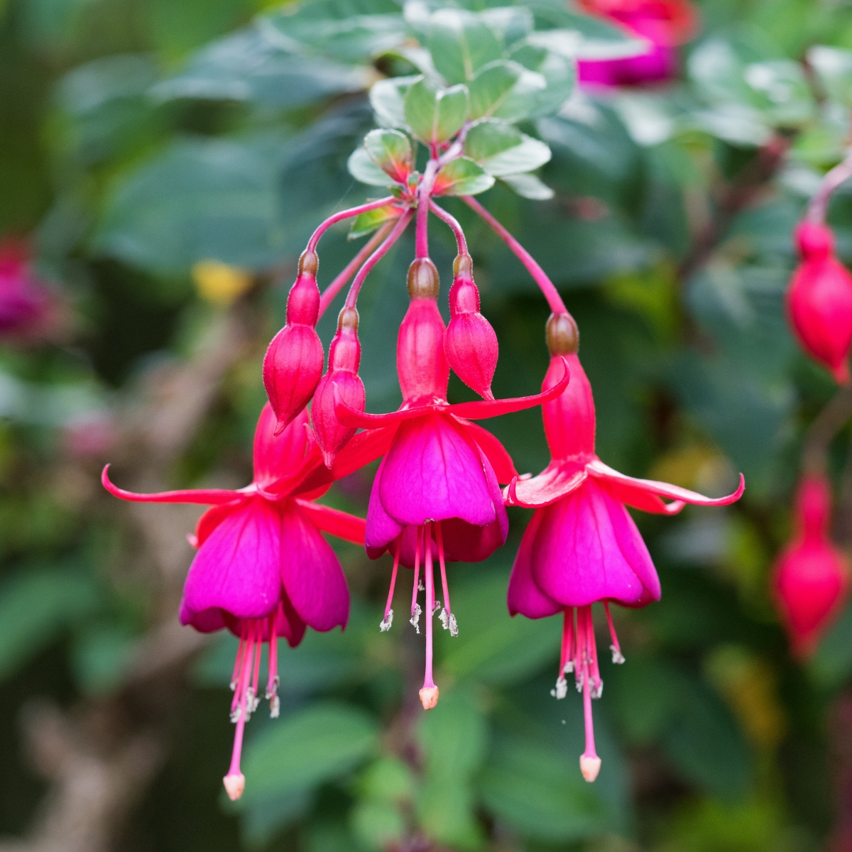 GROWING AND CARING FOR FUCHSIA 