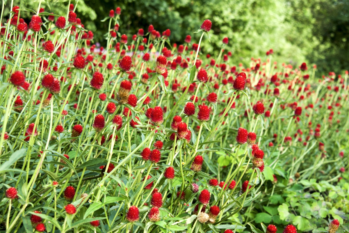 red gomphrena in garden bed