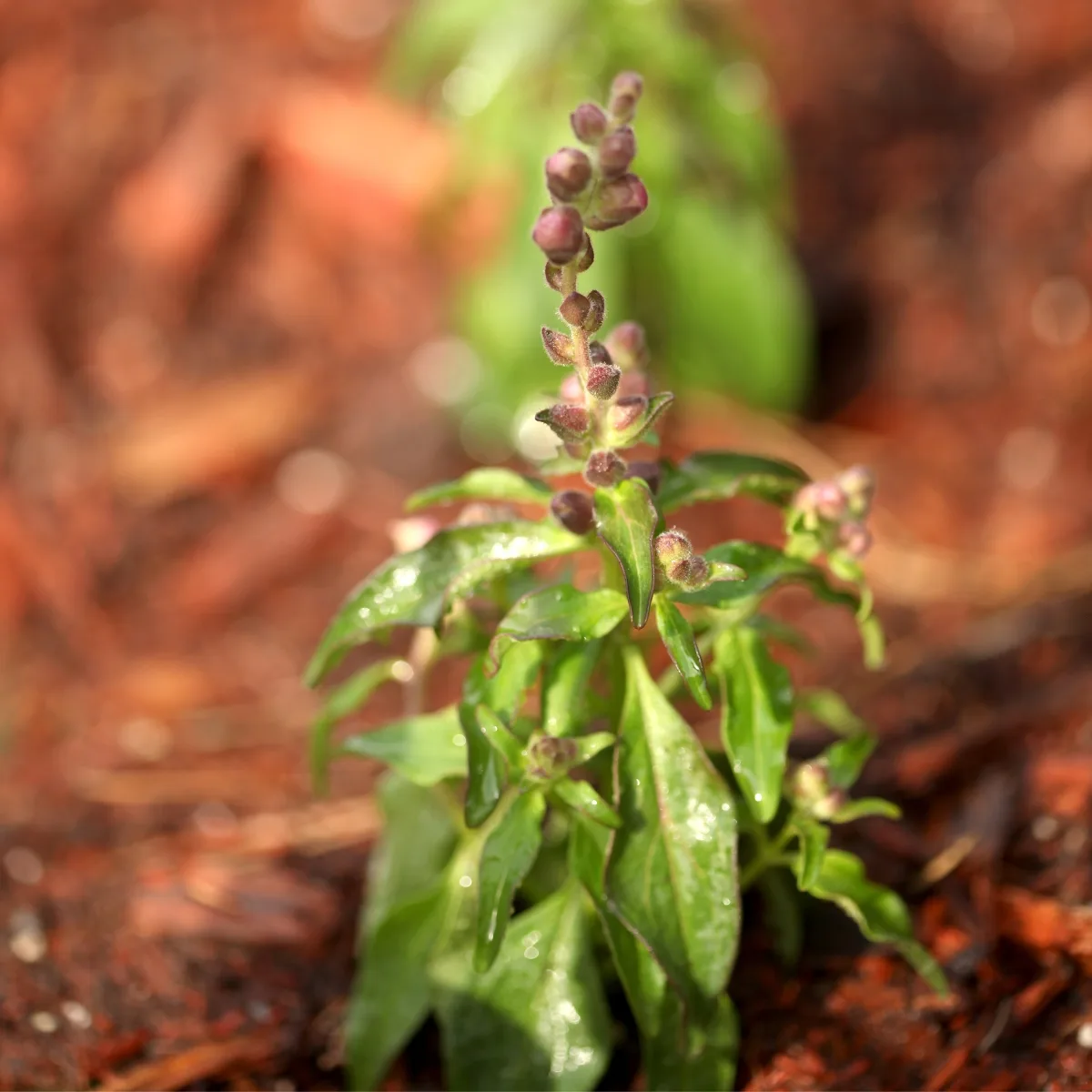 snapdragon seedling with flower buds forming