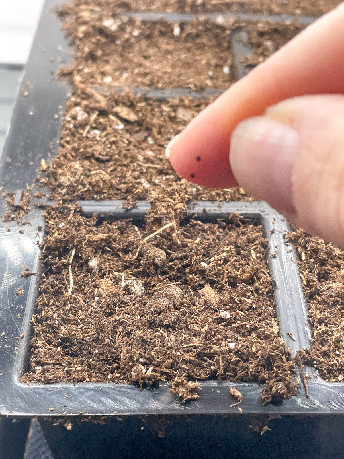 planting snapdragon seeds in seed tray