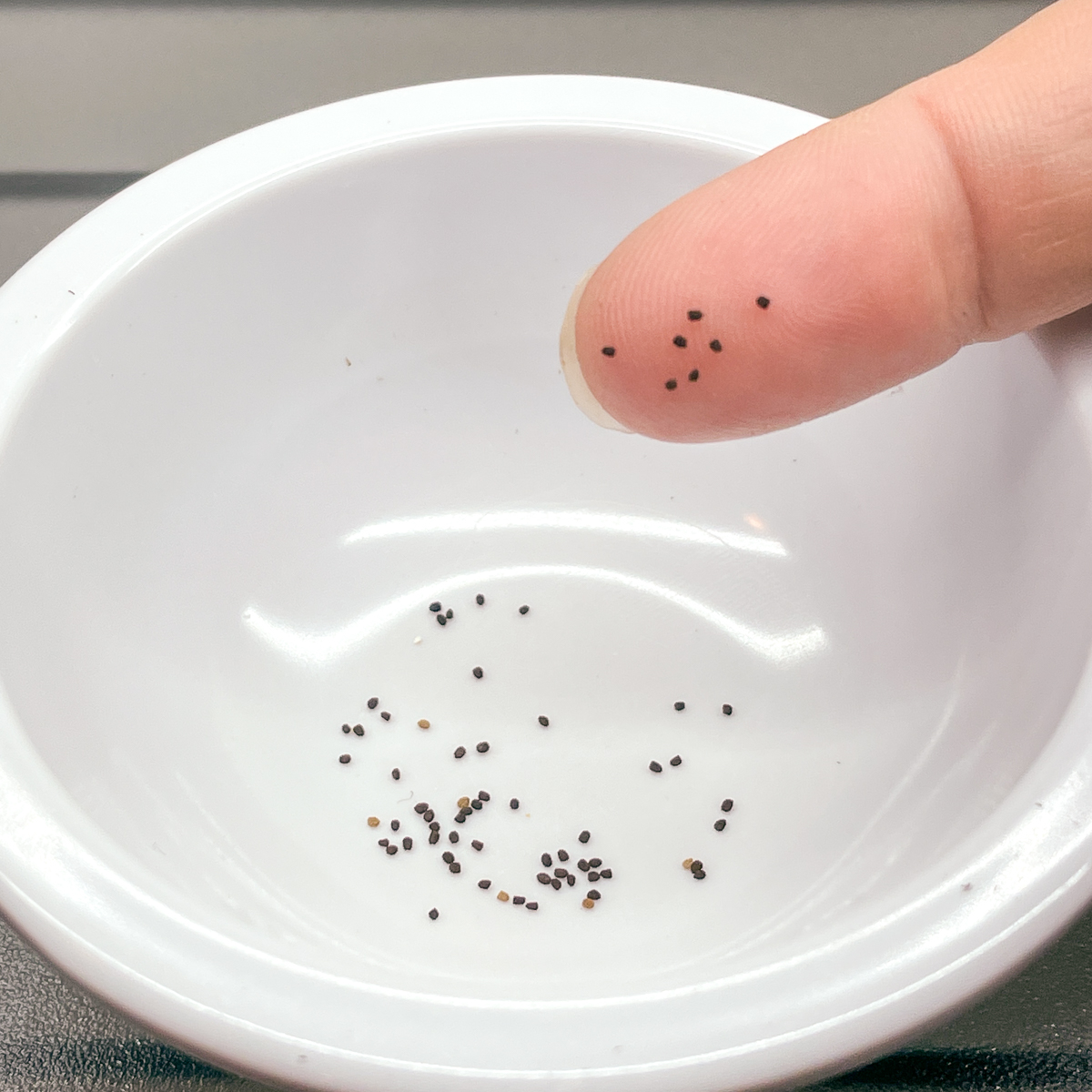 snapdragon seeds in small bowl with some stuck to finger