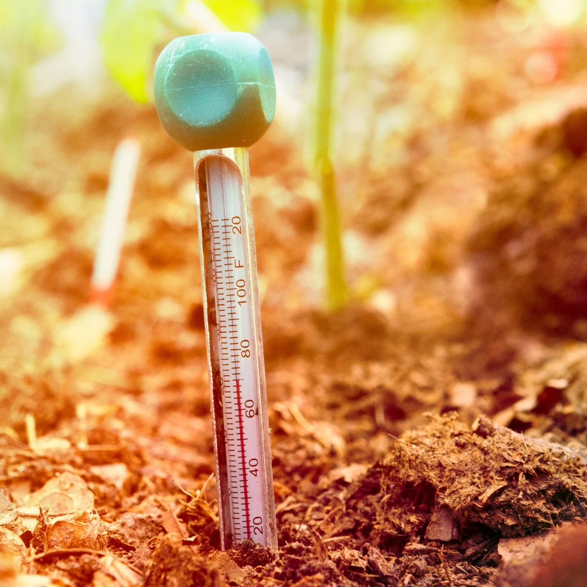 soil thermometer in the ground reading 70 degrees