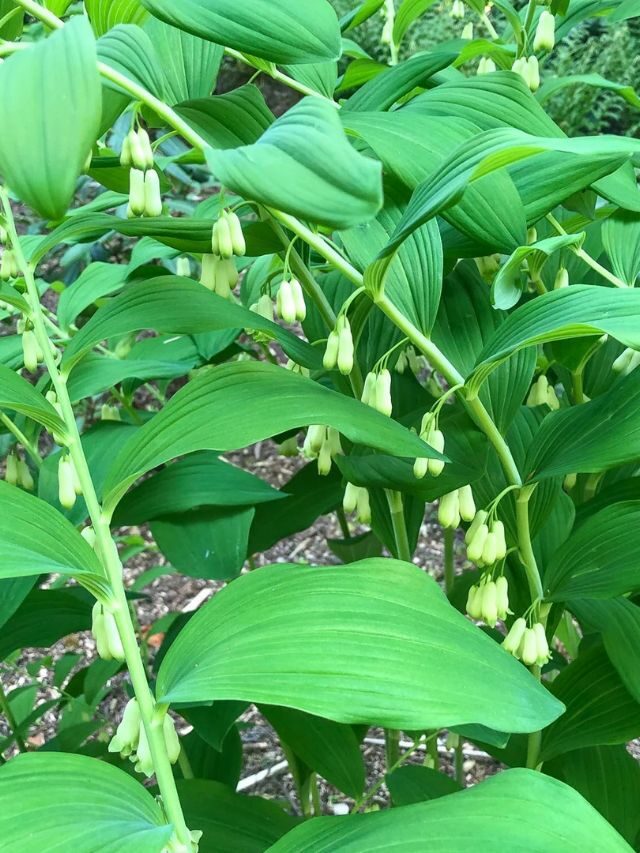 GROWING AND CARING FOR SOLOMON'S SEAL