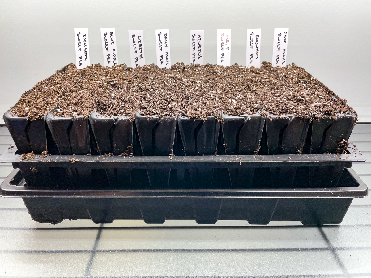 deep root trainer seed tray with each row labeled