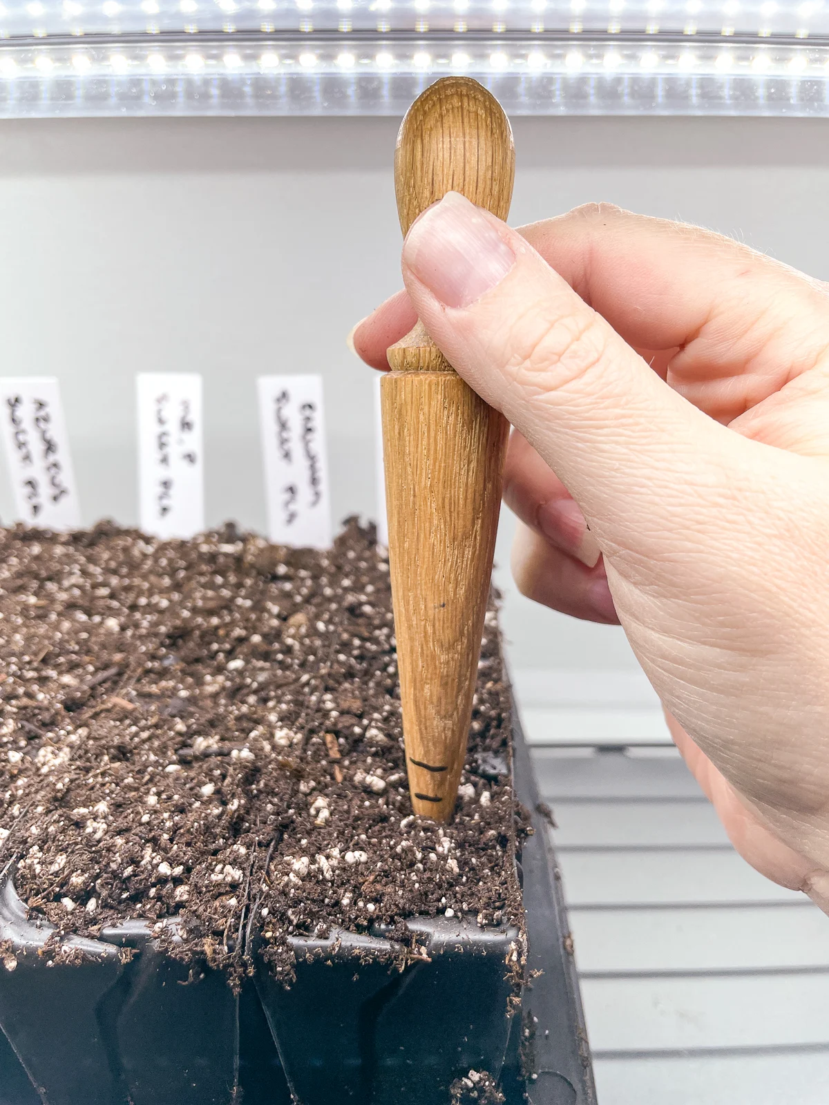 making holes for sweet pea seeds with a wooden dibber