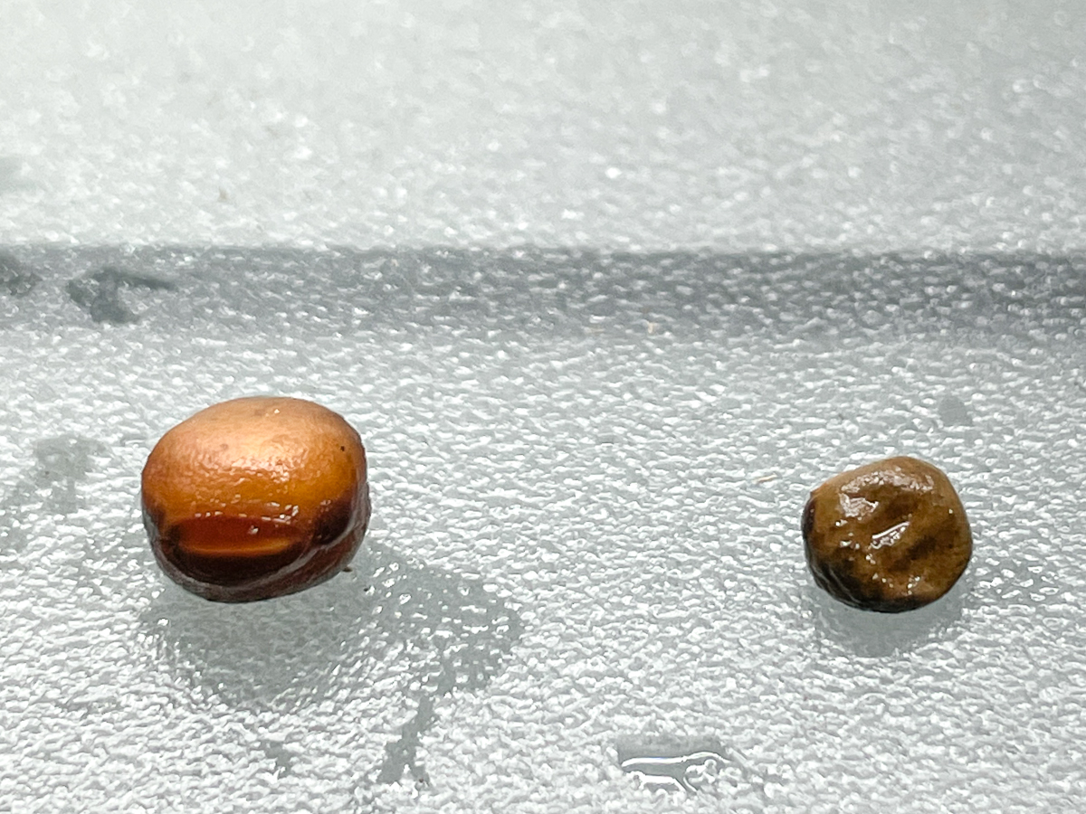 viable vs nonviable sweet pea seeds
