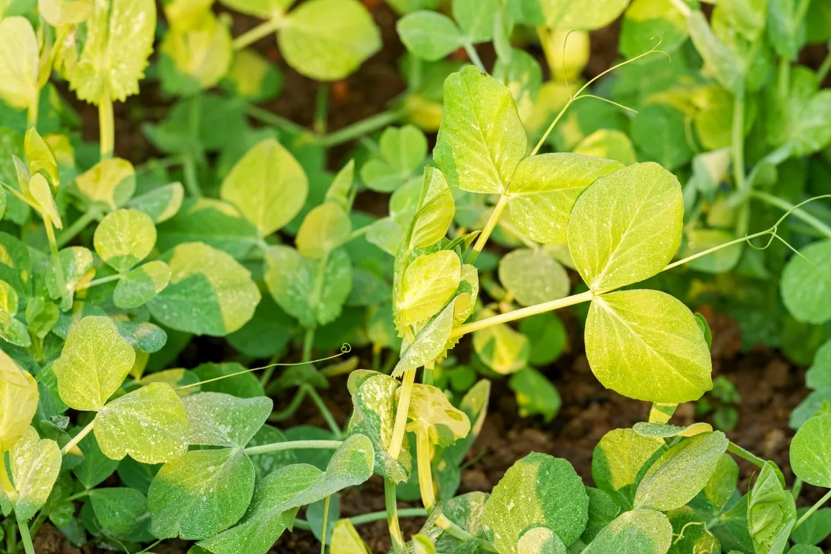 sweet pea seedlings