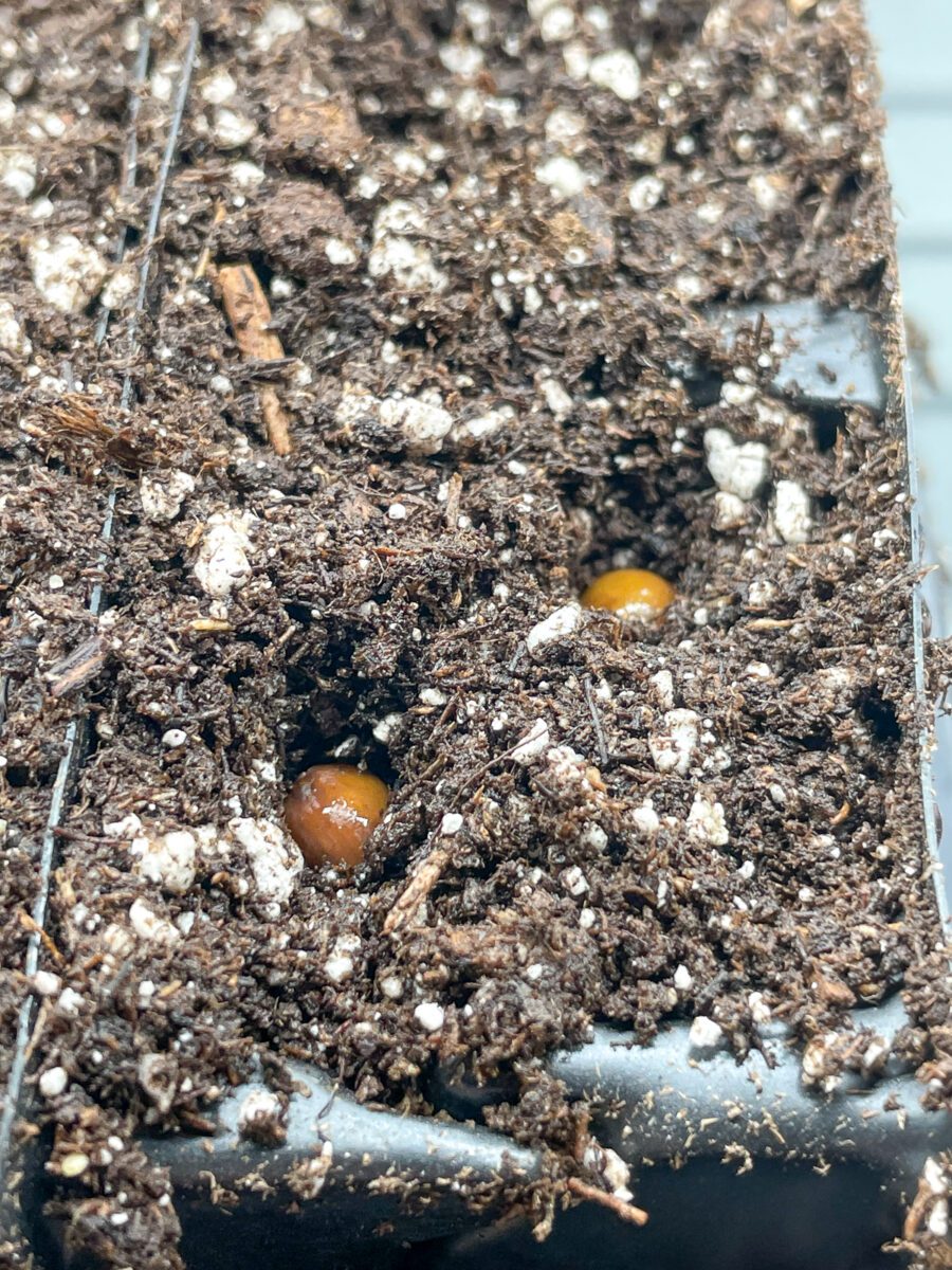 How to Grow Sweet Peas from Seed