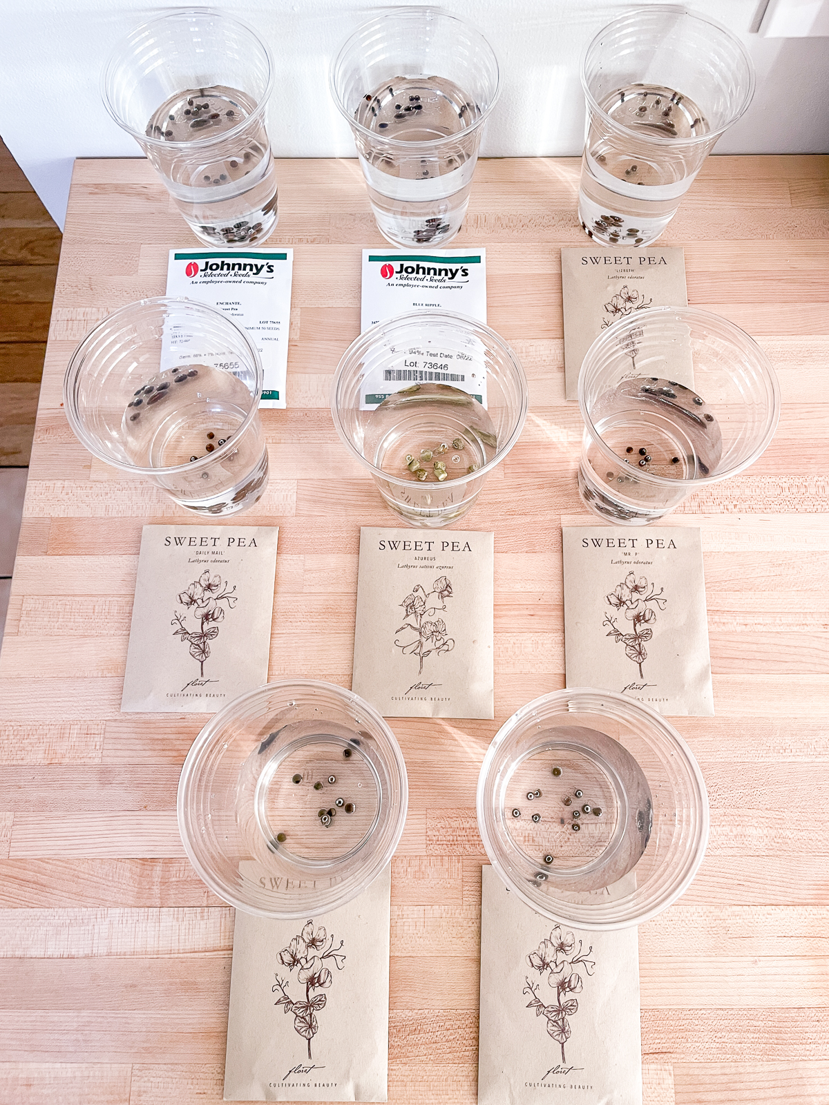 soaking sweet pea seeds in water in plastic cups with seed packets in front