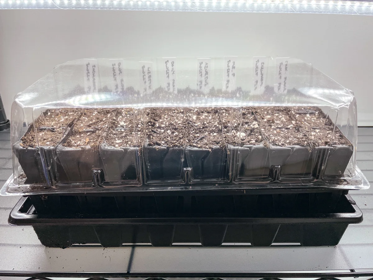 root trainer tray with sweet pea seeds planted