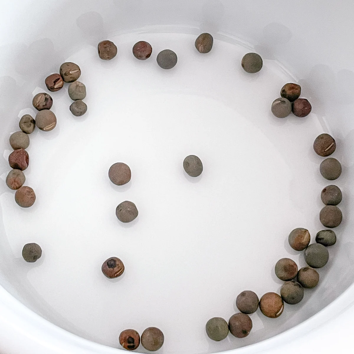 sweet pea seeds in white bowl