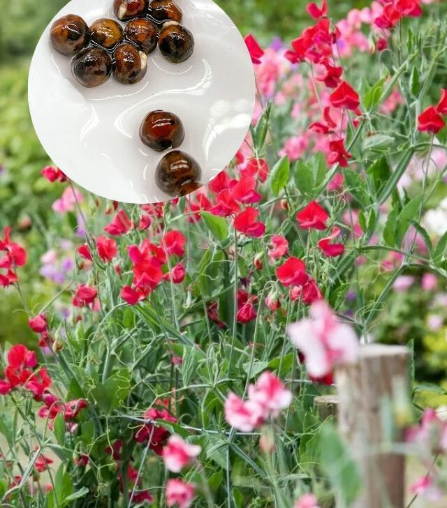 image of sweet peas in the garden with image overlayed of sweet pea seeds