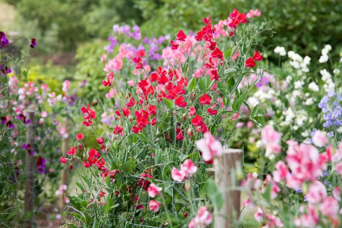 sweet pea flower colors