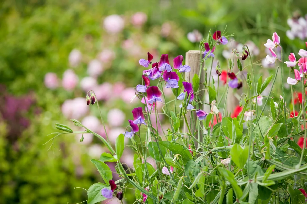 sweet peas growing on trellis