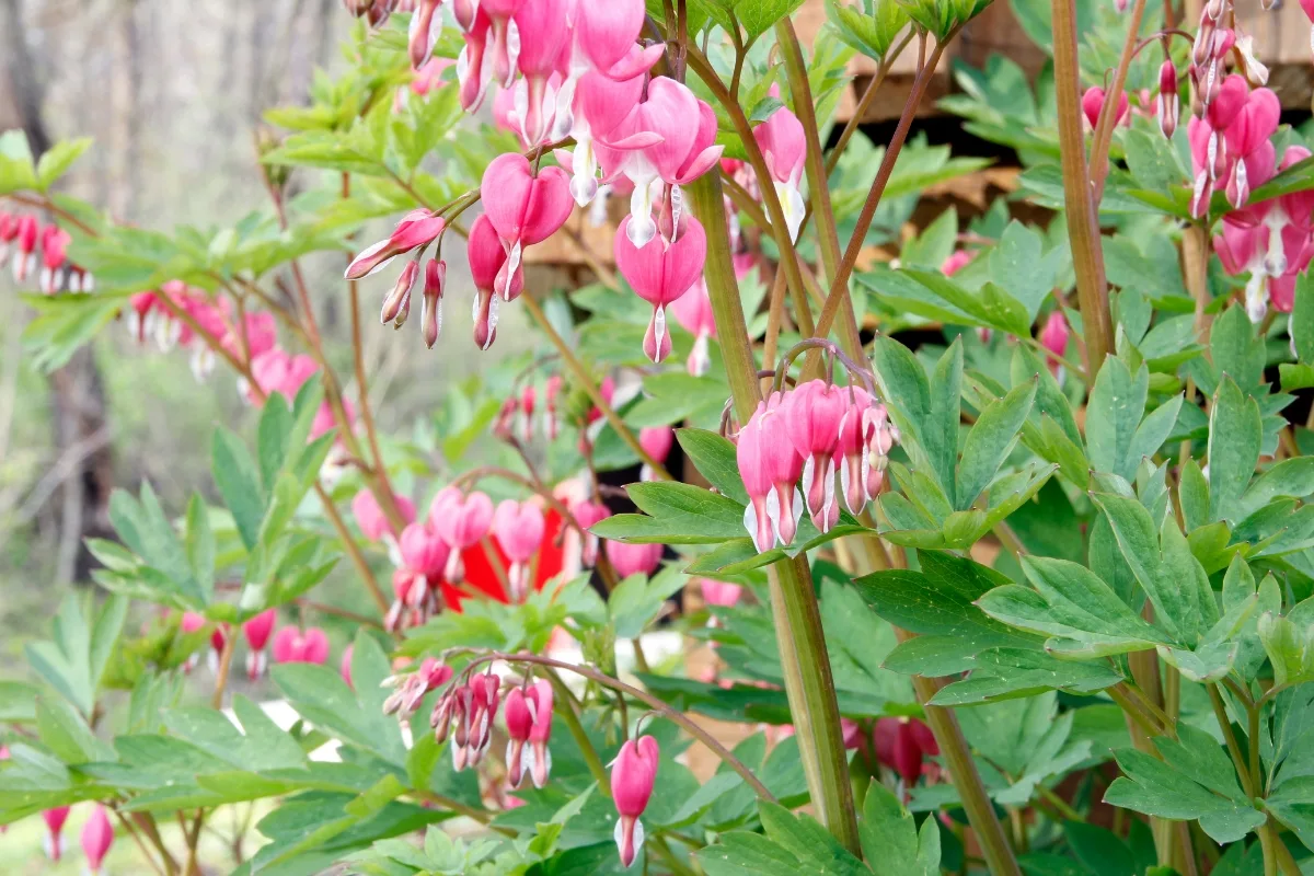 tall bleeding heart plants