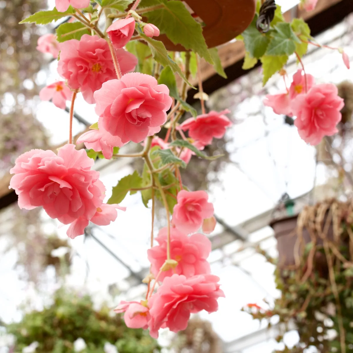 trailing begonias in hanging basket in greenhouse