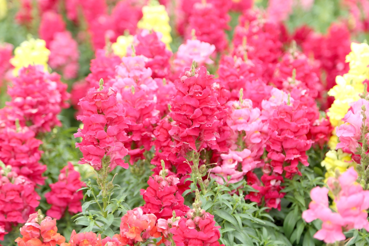 various colors of snapdragons