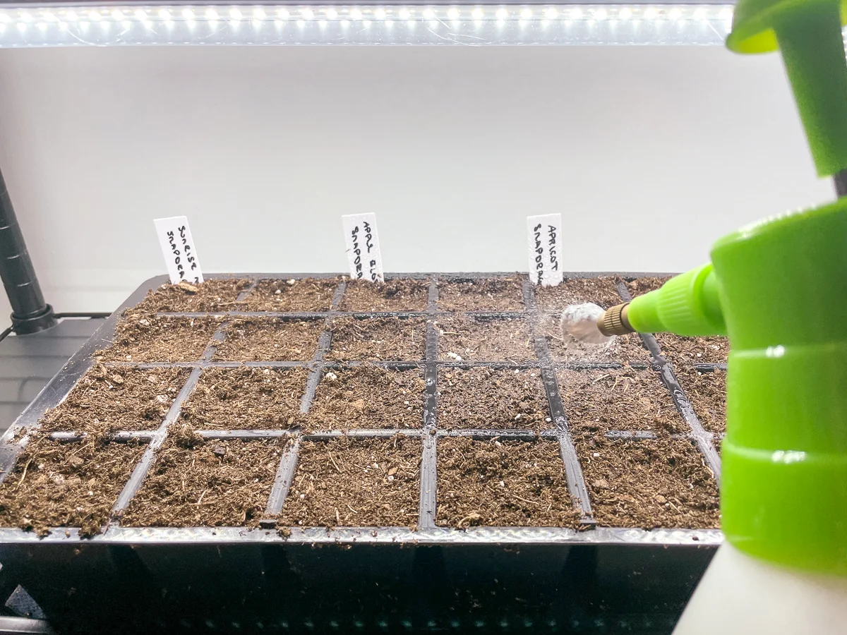 watering snapdragon seeds with a mister