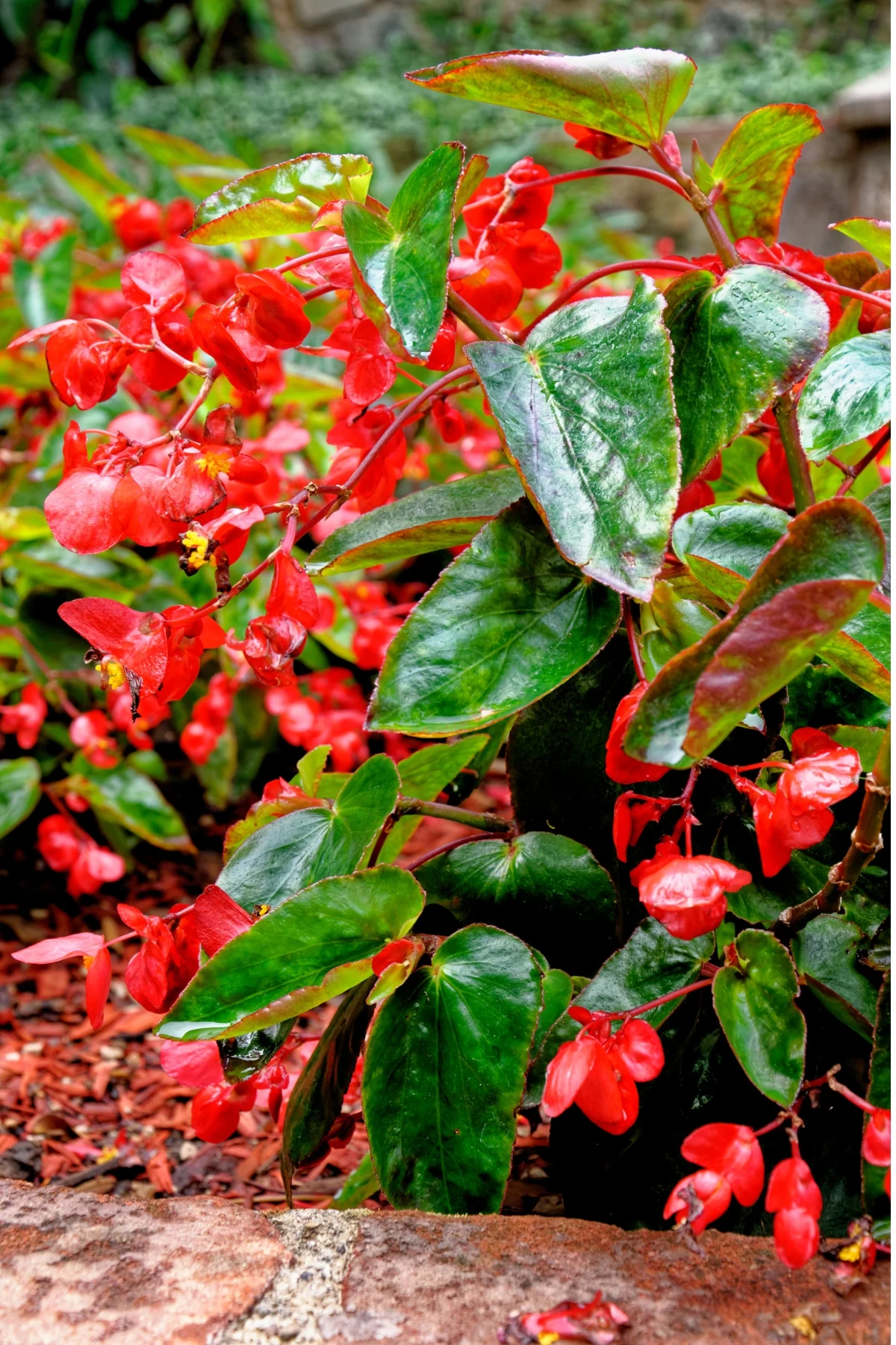 wax begonia