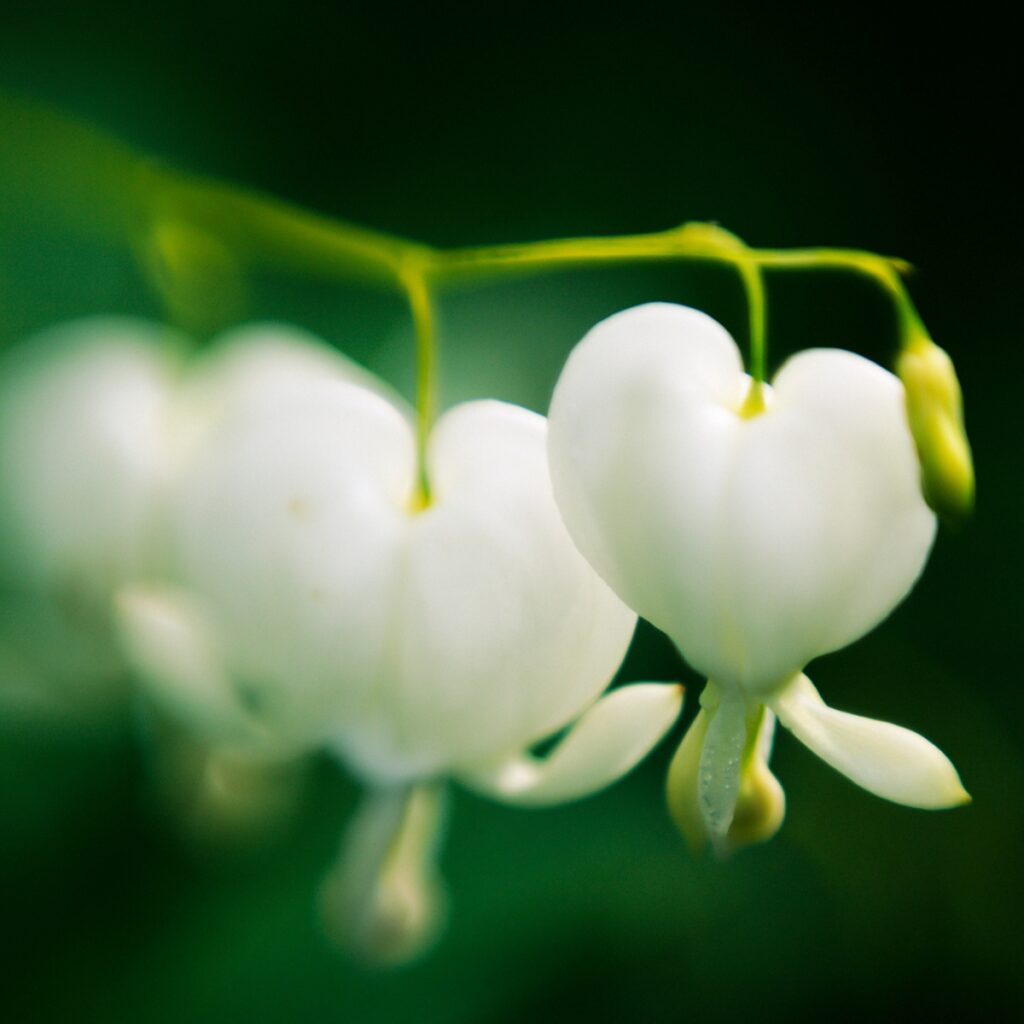 How to Grow Bleeding Hearts in the Garden - growhappierplants.com