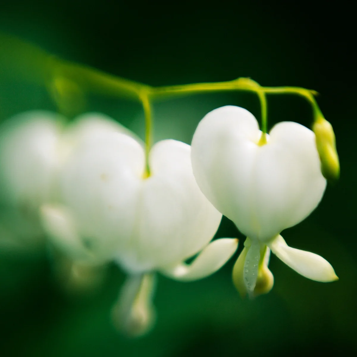 white bleeding hearts