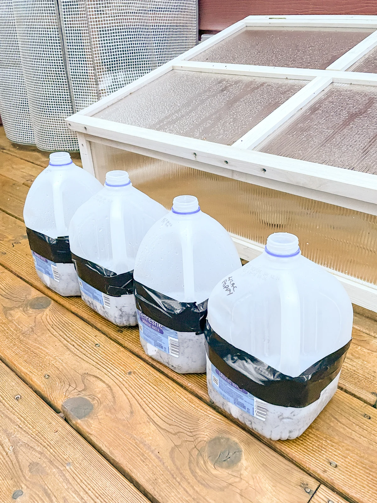 winter sowing in milk jugs outside