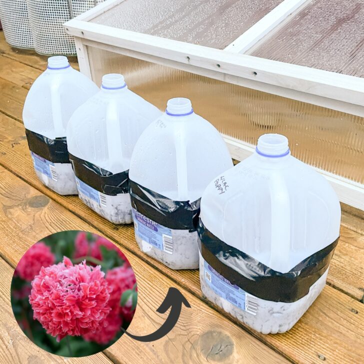 winter sowing poppies in milk jugs