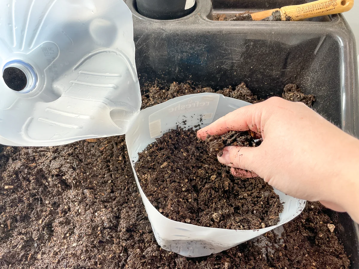 filling milk jug greenhouse with potting soil