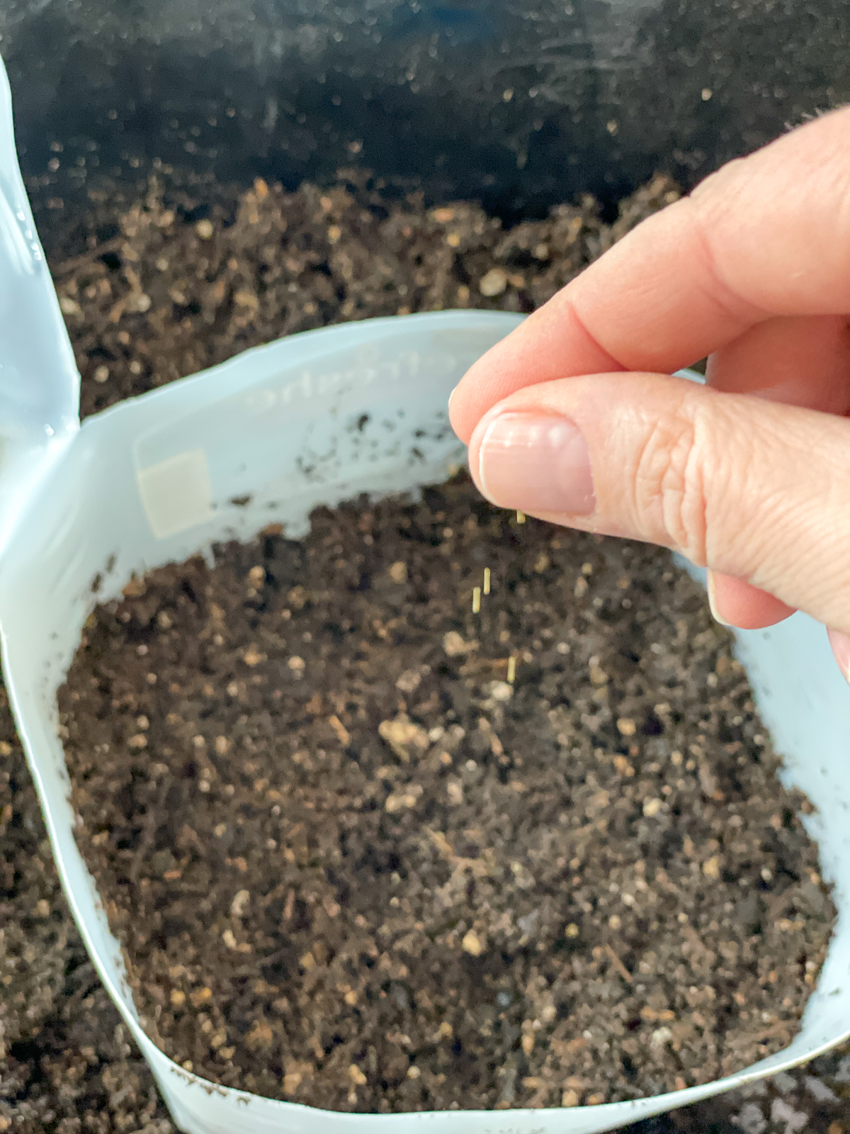 sprinkling poppy seeds in plastic jug for winter sowing