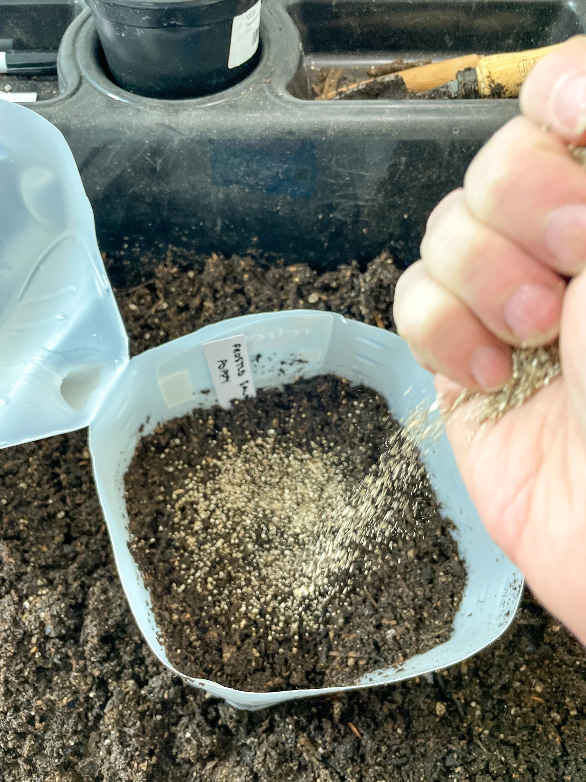 sprinkling vermiculite over the surface of winter sown poppies in a milk jug