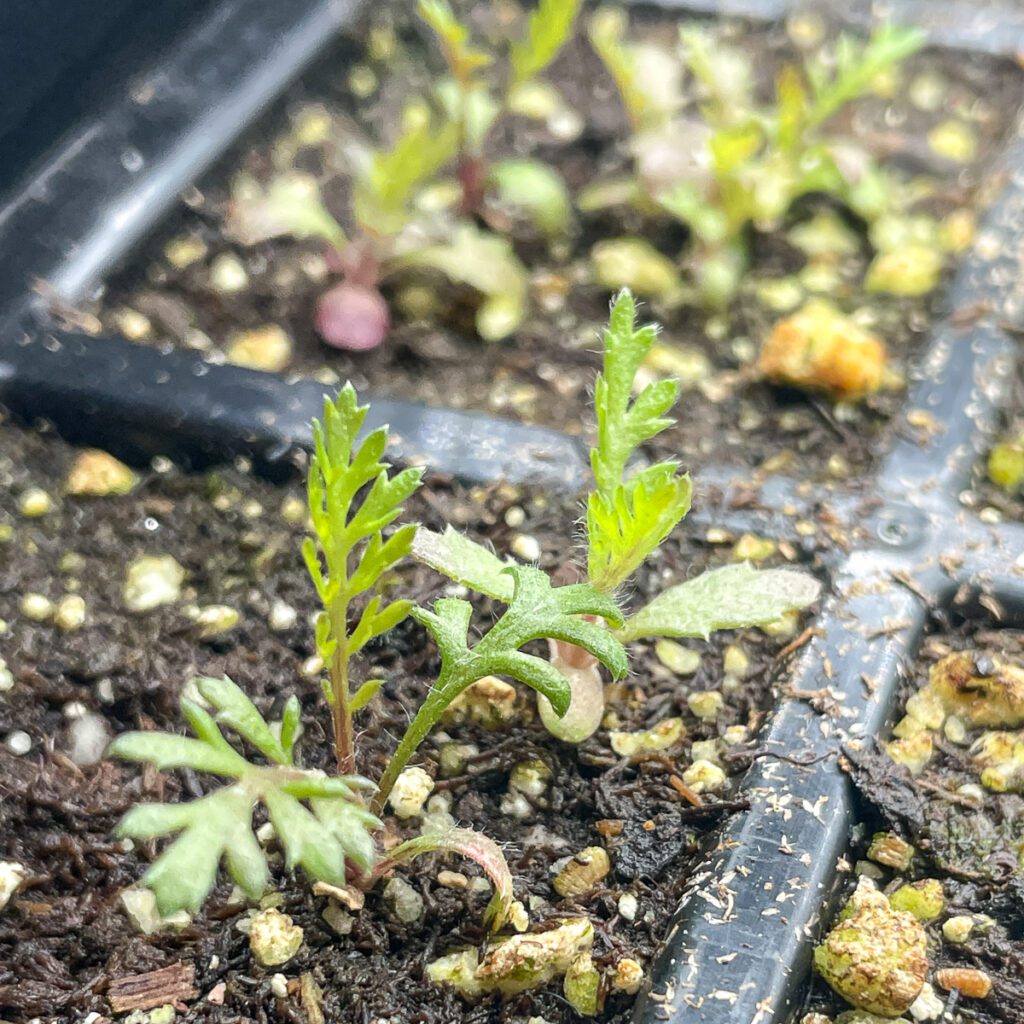 What do yarrow seedlings look like?