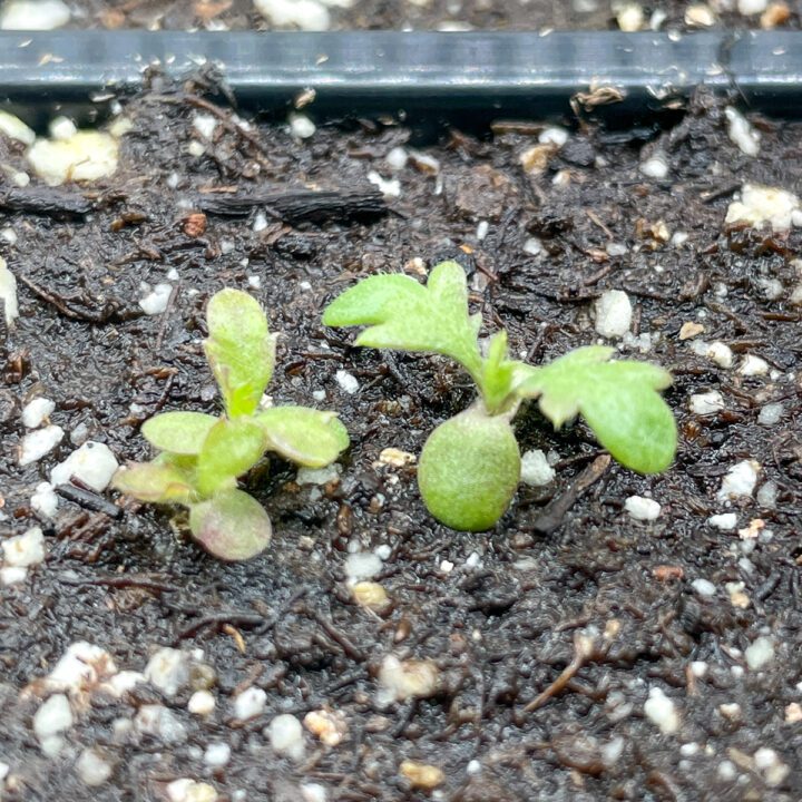 What do yarrow seedlings look like?